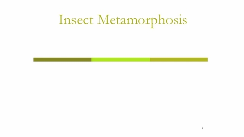 Thumbnail for entry Insect Metamorphosis