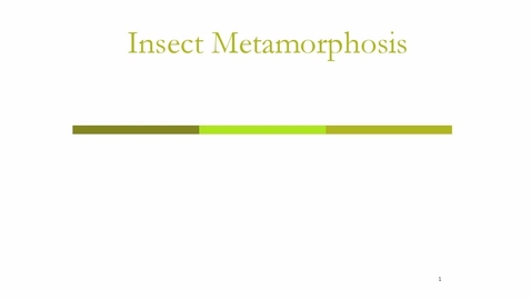 Thumbnail for Insect Metamorphosis