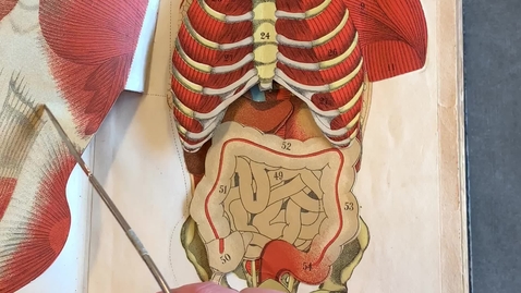 Thumbnail for entry Vitalogy: Human Anatomy Flap Book