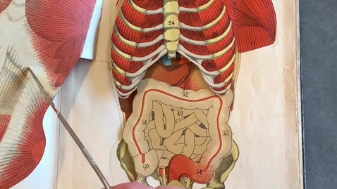 Thumbnail for Vitalogy: Human Anatomy Flap Book