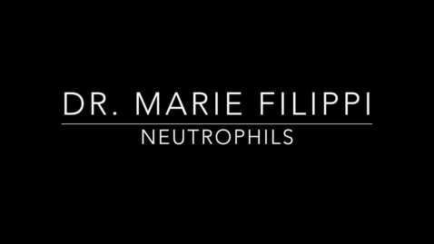 Thumbnail for Dr. Marie Filippi Neutrophils 1
