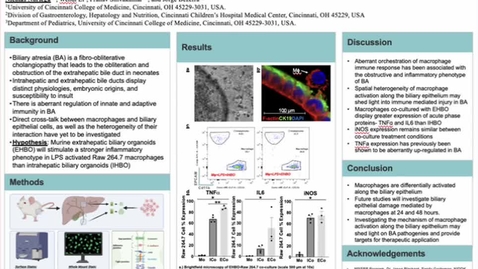Thumbnail for Noriega, N., Spatial Heterogeneity of Macrophage Activation in the Biliary Epithelium