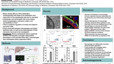 Thumbnail for entry Noriega, N., Spatial Heterogeneity of Macrophage Activation in the Biliary Epithelium