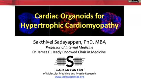 Thumbnail for entry Cardiac Organoids for HOCM