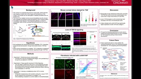 Thumbnail for Nunez, N, The Role of Mechanotransduction in Postnatal Corneal Stromal Development