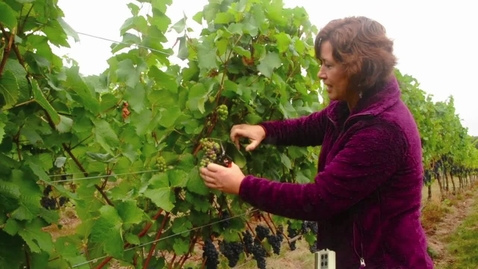 Thumbnail for NW Wine Studies- Identifying  Second Crop Clusters