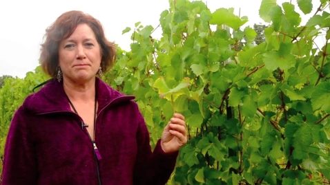 Thumbnail for entry NW Wine Studies-Identifying Magnesium Deficiency