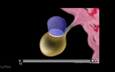 Coelom Formation Embryology A Web Site