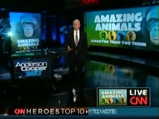 AC360 - Anderson Cooper Entertains Bonobo Apes In Bunny Suit ...