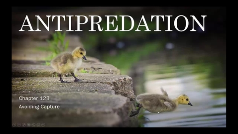 Thumbnail for Chapter 12 Antipredation B