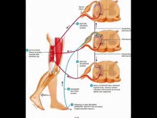 Thumbnail for the embedded element "Flexor Withdrawal Reflex"