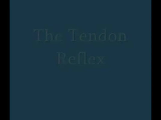 Thumbnail for the embedded element "Golgi Tendon Organ Reflex"
