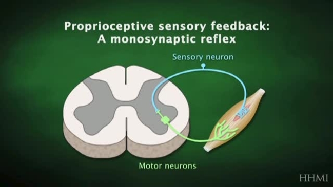 Thumbnail for the embedded element "Testing a student's proprioceptive reflex | Jessell | HHMI BioInteractive 2008 (1 min 21 sec)"
