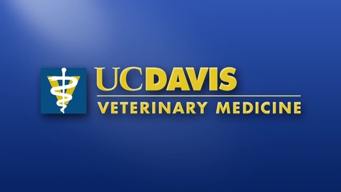 Thumbnail for 2017 Vet Med Commencement