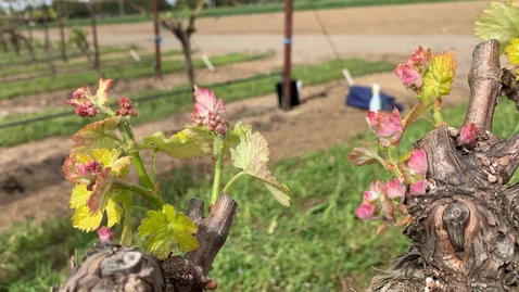 Thumbnail for VEN 101C: Week 1 - VineMorphology3