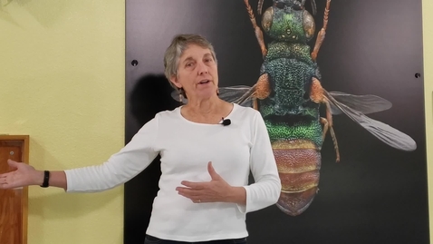 Thumbnail for ENT 001 Bohart Museum of Entomology Virtual Tour: Introduction with Director Dr. Lynn Kimsey