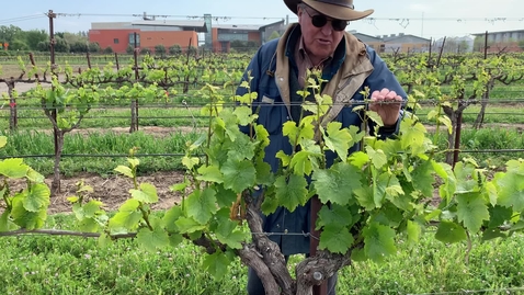 Thumbnail for VEN 101C: Week 3 - Older Vines 3