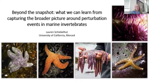 Thumbnail for entry BML - Dr. Lauren Schiebelhut: Beyond the snapshot: what we can learn from capturing the broader picture around perturbation events in marine invertebrates