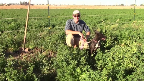 Thumbnail for Dog'nDoc_Alfalfa#1_legume.mov