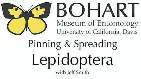 Thumbnail for entry Pinning &amp; Spreading Lepidoptera with Jeff Smith
