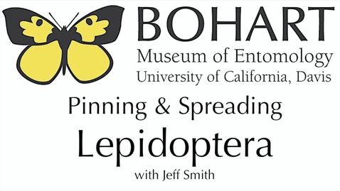 Thumbnail for Pinning &amp; Spreading Lepidoptera with Jeff Smith