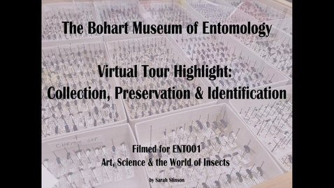 Thumbnail for entry ENT 001 Bohart Museum of Entomology Virtual Tour Highlight: Insect Collection, Preservation and Identification (Dr. Steve Heydon)