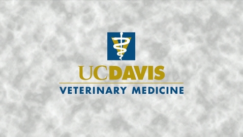Thumbnail for 2018 Vet Med Commencement - May 29