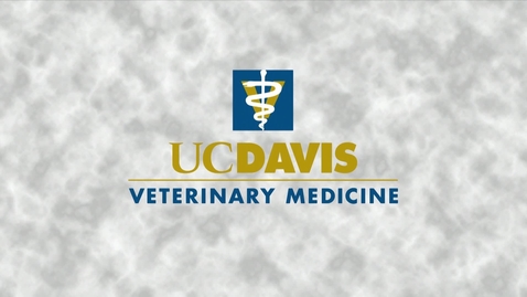 Thumbnail for entry 2018 Vet Med Commencement - May 29