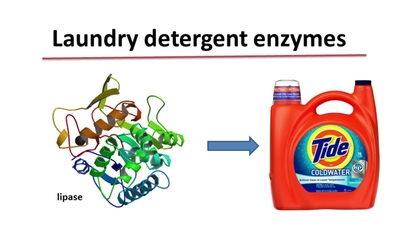 Enzyme laundry detergent new arrivals