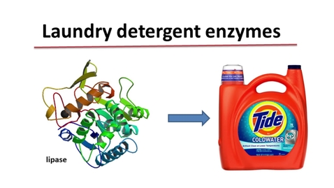 Thumbnail for entry Detergent enzymes