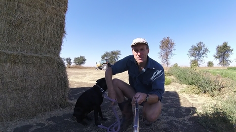 Thumbnail for Dog'NDoc_#2Alfalfa_in_field