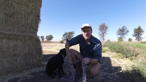 Thumbnail for entry Dog'NDoc_#2Alfalfa_in_field