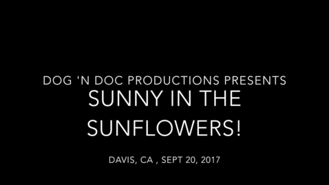 Thumbnail for Sunflower_Harvest_Sept2017