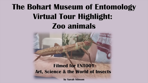 Thumbnail for ENT 001 Bohart Museum of Entomology Virtual Tour Highlight: Zoo Animals (Tabatha Yang and Dr. Lynn Kimsey)