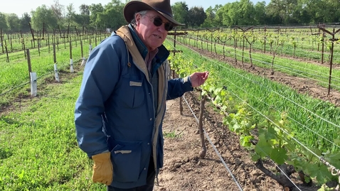 Thumbnail for VEN 101C: Week 3 - 3 year old 1