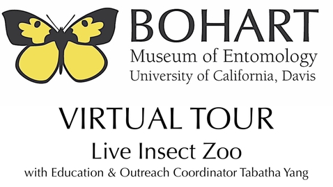 Thumbnail for entry Bohart Museum of Entomology Virtual Tour: Live Insect Zoo (Tabatha Yang &amp; Dr. Lynn Kimsey)