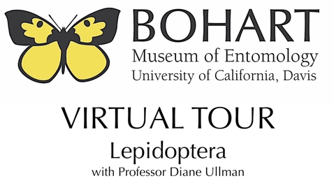 Thumbnail for entry Bohart Museum of Entomology Virtual Tour: Lepidoptera Collection (Dr. Diane Ullman)
