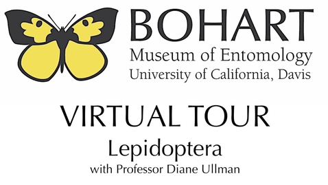 Thumbnail for Bohart Museum of Entomology Virtual Tour: Lepidoptera Collection (Dr. Diane Ullman)