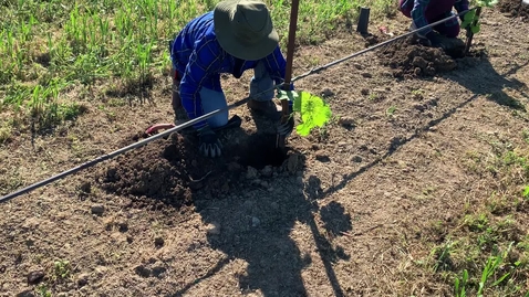 Thumbnail for 101C: Week 5_Video 22 - Planting with the Nina and Andy 4.MOV