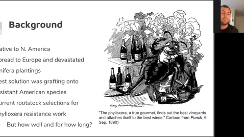 Thumbnail for VEN290 Update on phylloxera research by Gino Carnevale (May 5 2020)