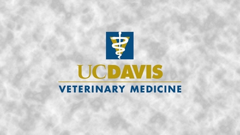 Thumbnail for 2019 Vet Med Commencement - May 24, 2019