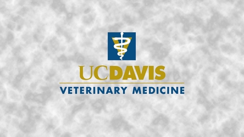 Thumbnail for entry 2019 Vet Med Commencement - May 24, 2019