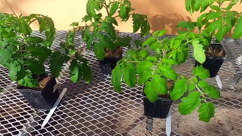 Thumbnail for PLS100BL Lab 7: Hormonal Regulation of Plant Growth (Ethylene) Experimental Demo 2