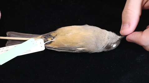 Thumbnail for WFC111L_Specimen_videos_Say's_Phoebe