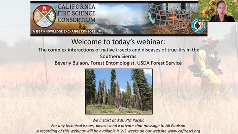 Thumbnail for Beverly Bulaon: The complex interactions of native insects and diseases of true-firs in the Southern Sierras