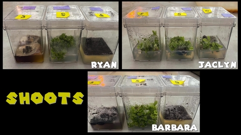 Thumbnail for entry PLS100BL Lab 8: Plant Organogenesis Experimental Demo