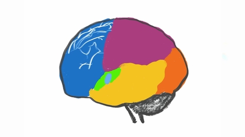 Thumbnail for The Brain