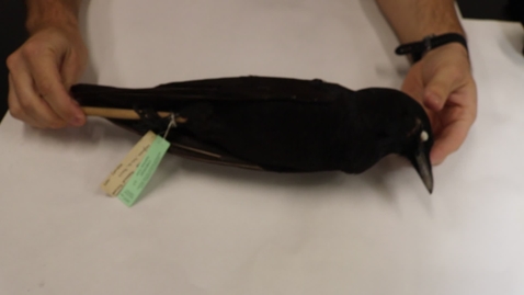 Thumbnail for WFC111L_Specimen_videos_American_Crow
