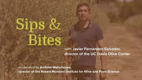 Thumbnail for Sips and Bites: Olive Oil Tasting with Center Director