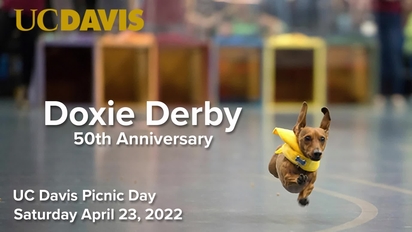 Doxie derby shop